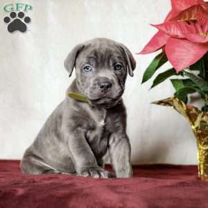 Eeyore, Cane Corso Puppy